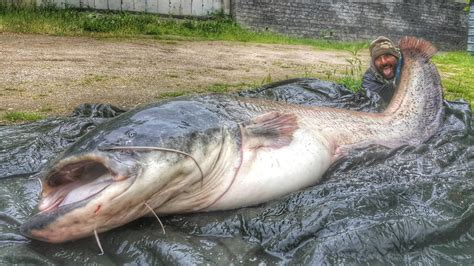 catfish paris
